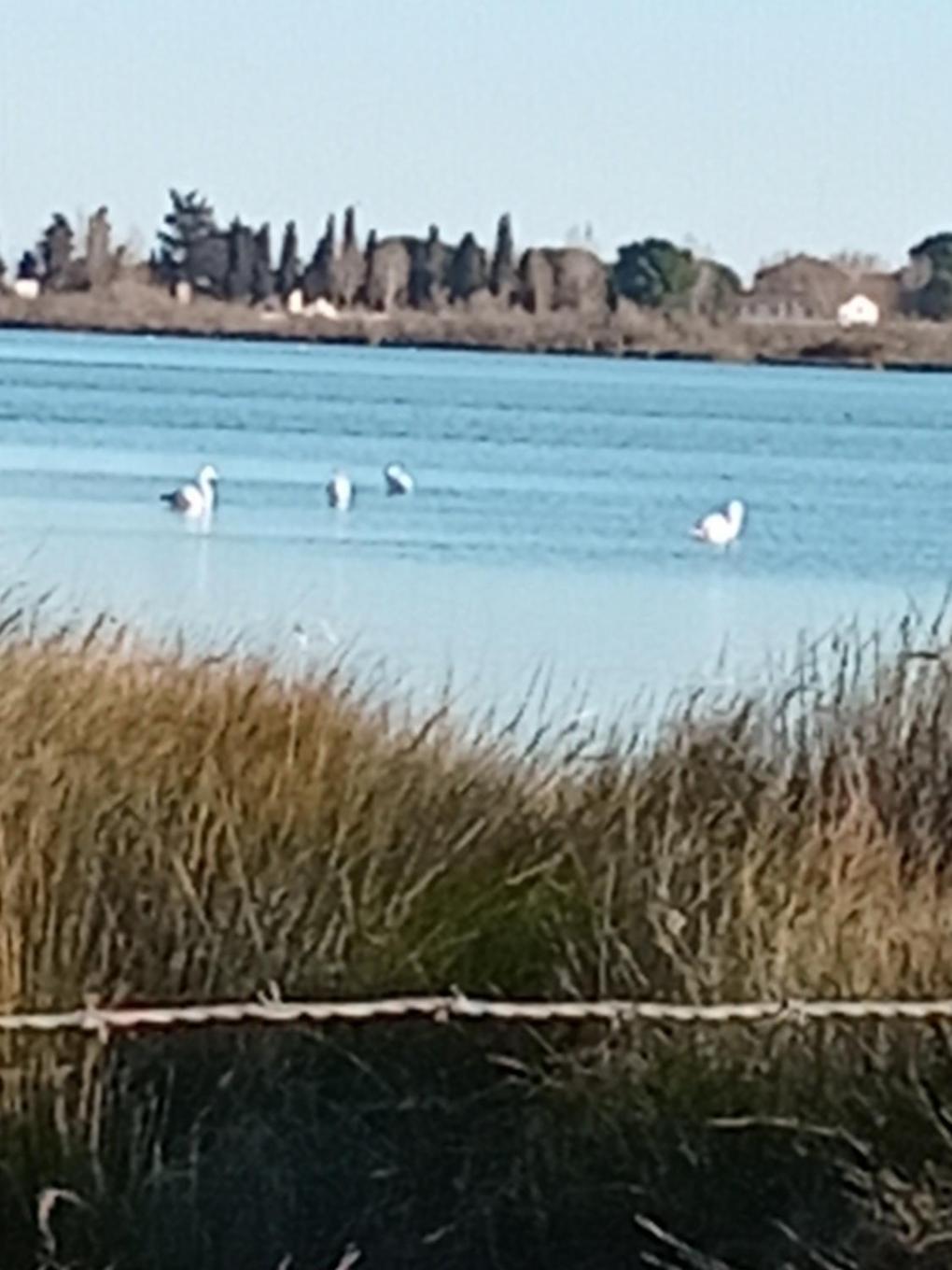 Aigues Mortes Studio De Vacances En Camargue Eksteriør billede